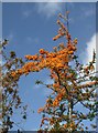 SX8771 : Cotoneaster, Aller Brook Local Nature Reserve by Derek Harper