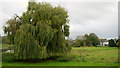 Fine specimen willow