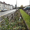 Weed-choked drainage channel, Drummau Road, Skewen