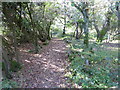 Path through the wood