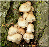 J4079 : Fungus, Holywood (5) by Albert Bridge