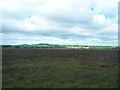 Bogland in the Main Valley