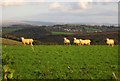 Sheep near Dannett