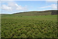 Low-lying grazing land on the Slap of Setter