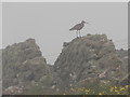 HU2744 : Culswick: a curlew on an old wall by Chris Downer