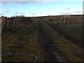 Farm track near Ryeriggs