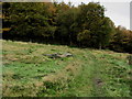 Footpath approaching Cottingley Wood