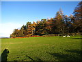 Grazing field beside woodland