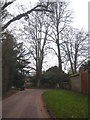 Beech trees in Furzedown Lane Amport