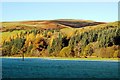 Autumn Colours in the Stinchar Valley