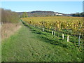 View alongside orchard near Eccles