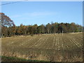 Farmland and woodland, Netherton of Lethenty