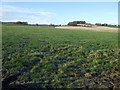 Farmland near East Harlaw