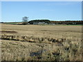 Farmland towards Whitehaugh