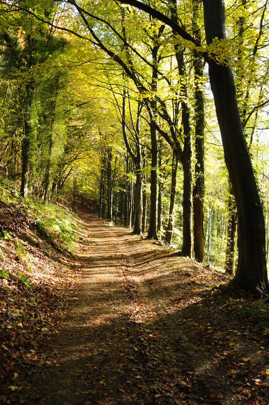 Woodland walk, Woodchester Park © Philip Halling cc-by-sa/2.0 ...