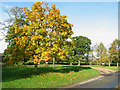 TM4393 : Autumn colours beside Elms Road by Evelyn Simak