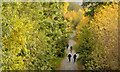 Autumn, Comber Greenway, Belfast (2013)