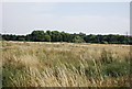 Rough grassland