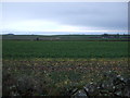 NO8680 : Crop field near Mill of Uras by JThomas