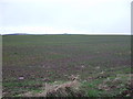 Farmland, Balandro