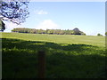 Woodland near the eastern boundary of the demesne