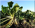 Sugar beet at Alicehead