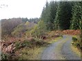 NS5097 : Logging road, Loch Ard Forest by Richard Webb
