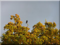 Crow, West Norwood Cemetery