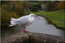 SK2168 : Black-headed gull on the River Wye by Peter Barr