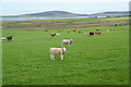 Cattle near Hewing