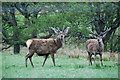 Red Deer stags