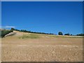 Cereal crop on drumlin above the Portaferry Road