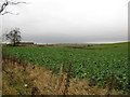 Arable field at Cardyke Farm