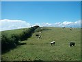 Grazing land above Ballywalter Park