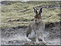 NO0478 : Mountain hare near summit of Mam nan Carn by Colin Park