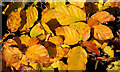 J3875 : Autumn beech leaves, Belfast by Albert Bridge