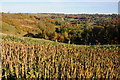 Autumn above the Nailsworth Valley