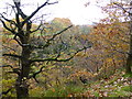 Autumn colour at Castle Clough wood