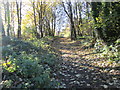 Woodland footpath - Toothill Bank