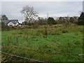 Rough pasture in the centre of Rhos Isaf