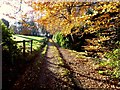 A sunny lane, Omagh