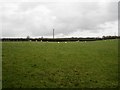 Grassland near Dovenby Mill