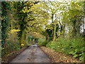 Lane through woodland