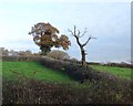 Dead tree east of Kitchenflat Wood