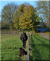 Horses on the Aylestone Meadows