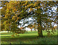 Tree on the edge of Braunstone Park