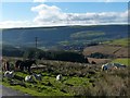 Horses and sheep grazing