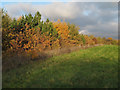 Autumn colours in Pages Wood