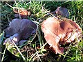 Field Blewit (Lepista saeva), pasture between Newburn Road & Walbottle Dene