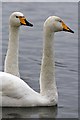 NY0565 : Whooper Swans at Caerlaverock Wetland Centre by Walter Baxter